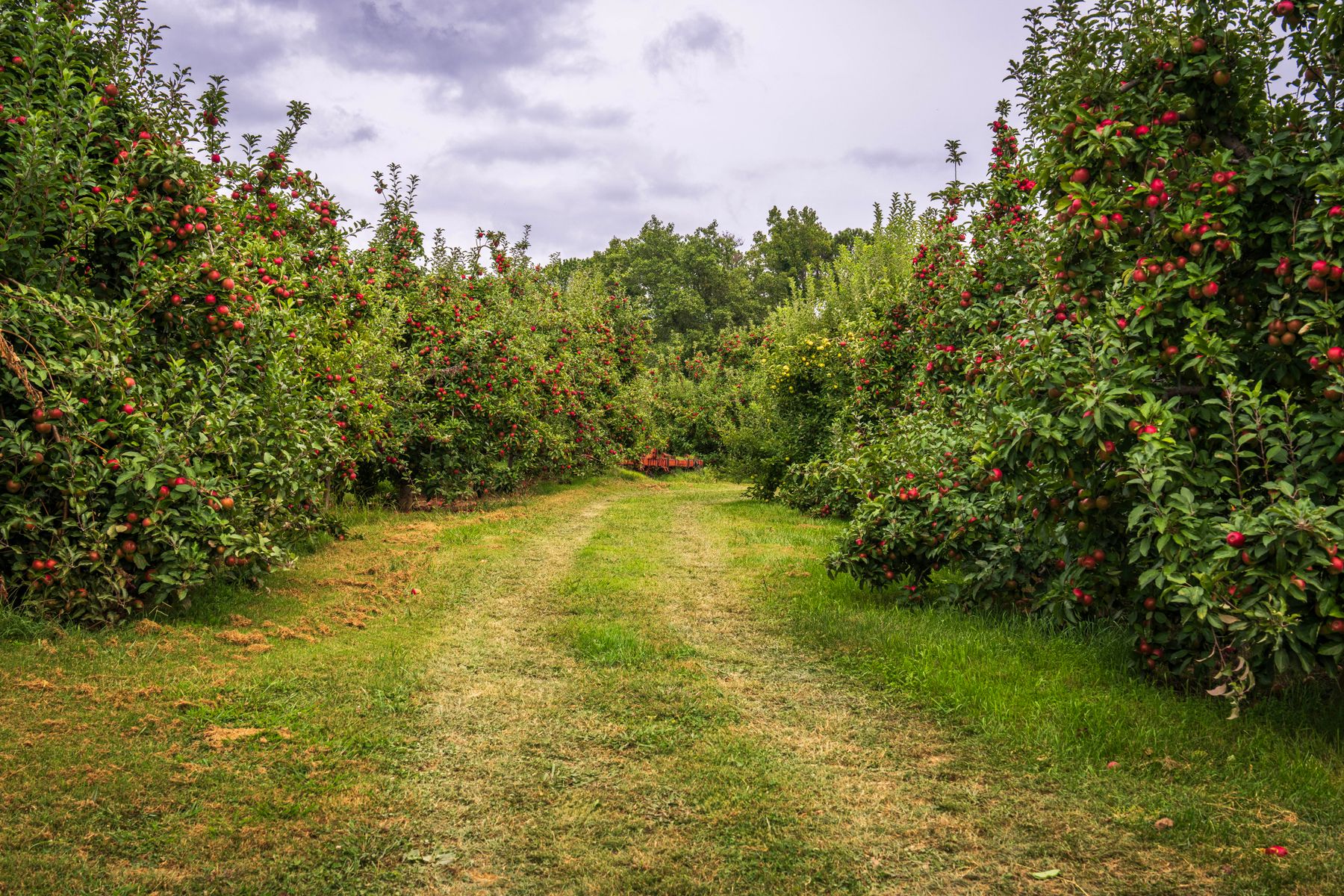 Grassy path between apple trees at a pick your own orchard