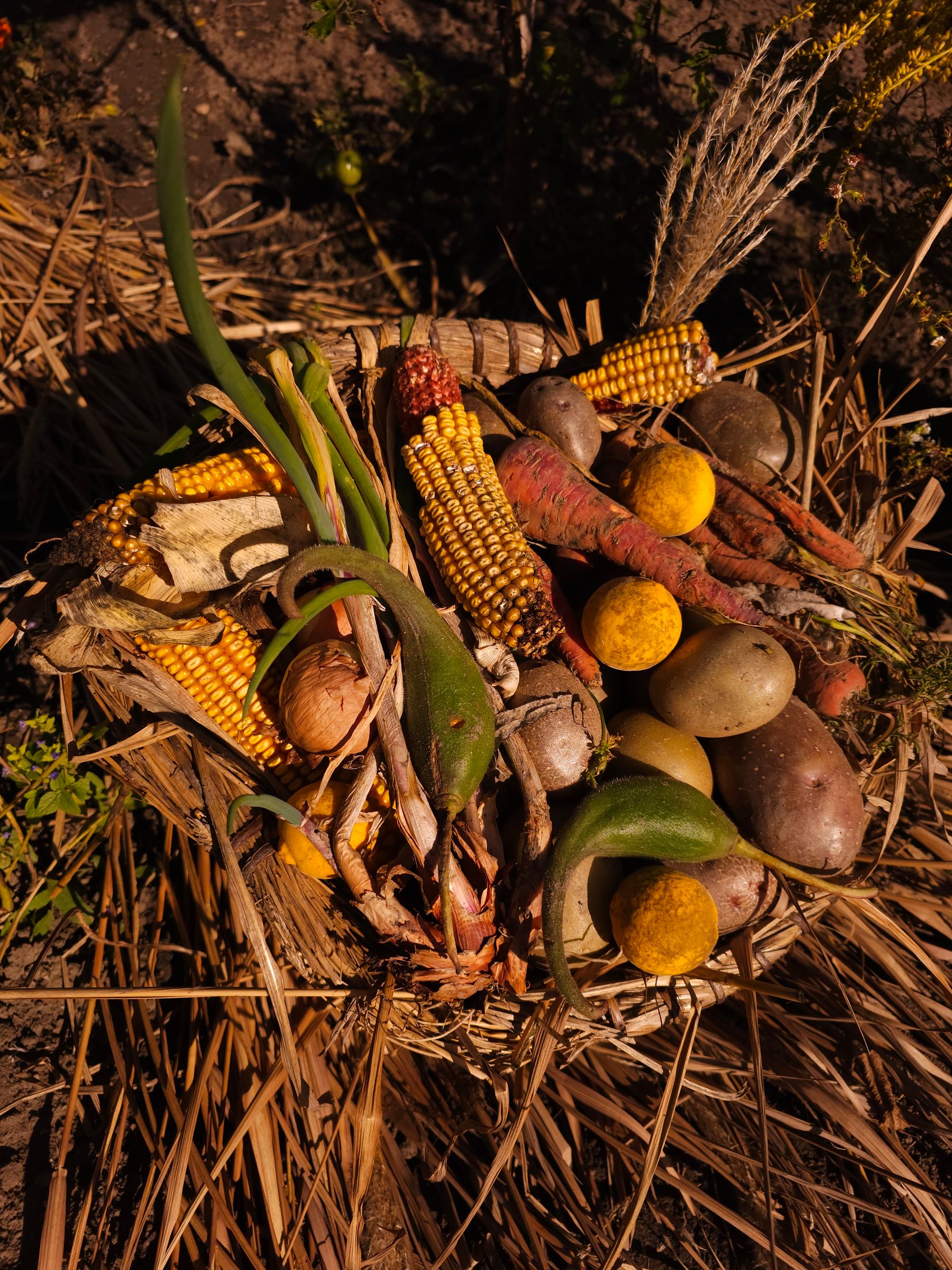 Harvest basket of fresh vegetables in golden evening light