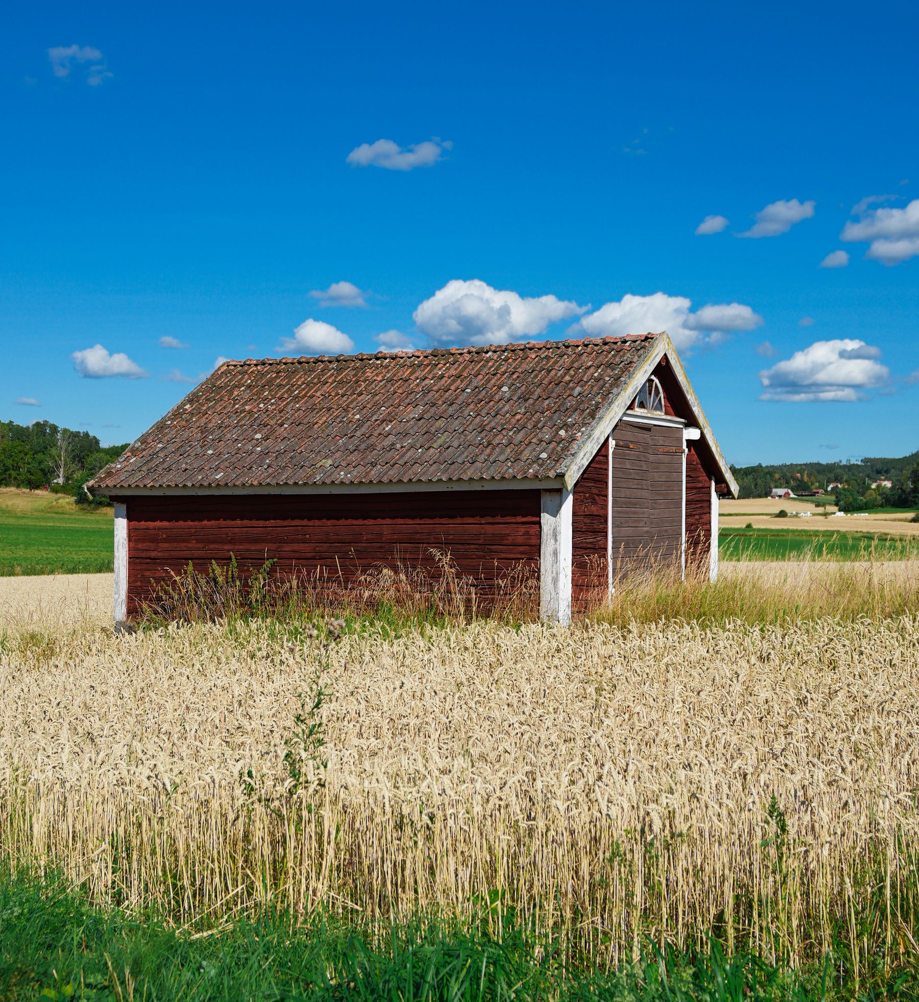 Classic red barn beside a golden wheat field
